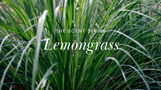 Oil of the Month: Lemongrass Essential Oil
