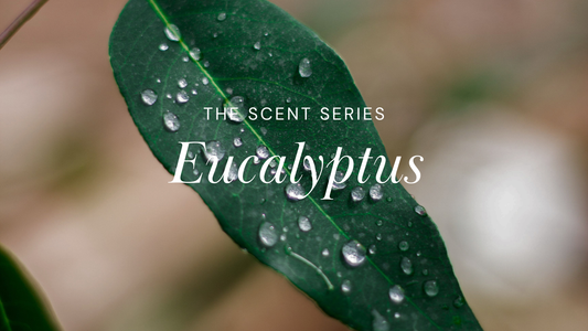 Scent Series: Eucalyptus