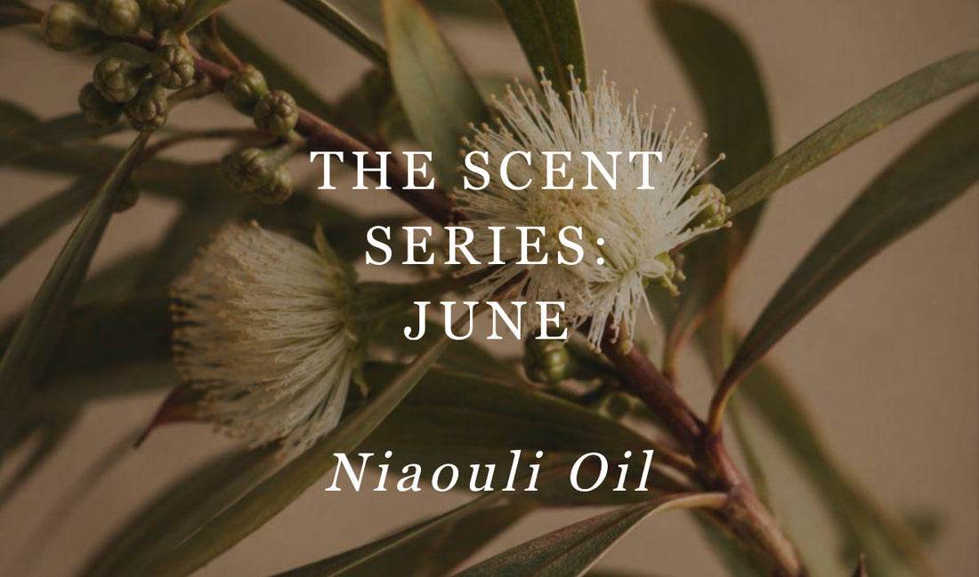 The scent series: June Niaouli Oil