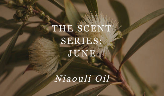 The scent series: June Niaouli Oil